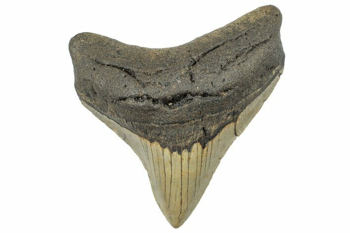 Serrated, Posterior Megalodon Tooth - North Carolina #298905